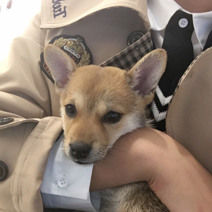 熠熠华光【国庆特供】