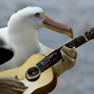 Albatross