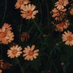 熬夜上瘾（翻自 刘亦心（可乐就是力量））