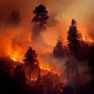 Wildfire
