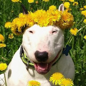 carefree
