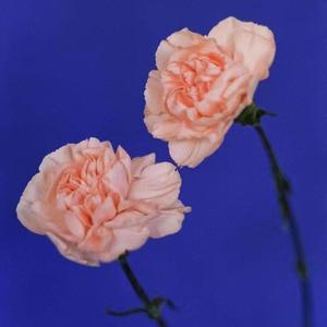 你真的ok吗？？