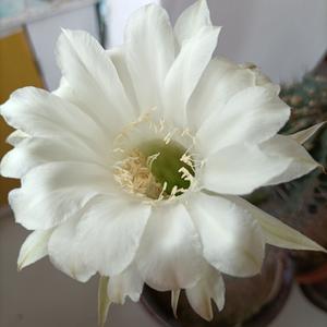 车窗外飘着雪（最冷的不是雪）