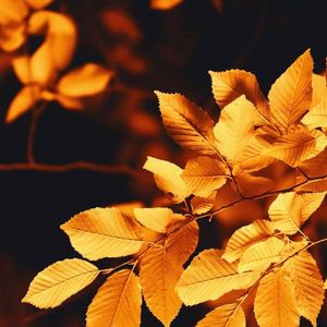 晶莹（Gold diamond）神华记录