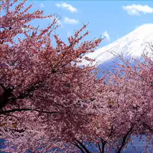 桜のような恋でした