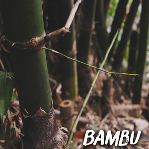 Bambu