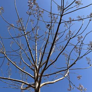 普希金（陈梦伊苒）