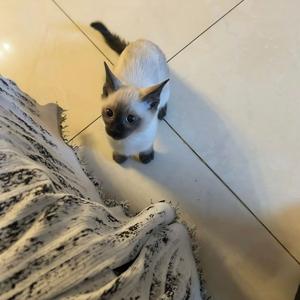 朝为田舍埋头郎（我本将心向明月）