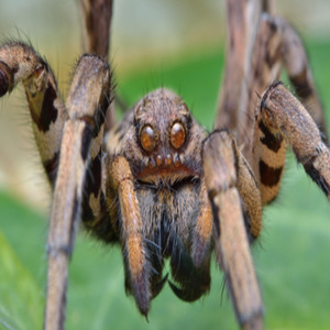Tarantola