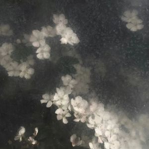 旧唱片