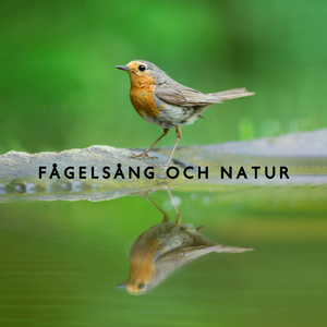 Fågelljud (fängslande cello)