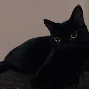 莫妮卡（Cover 柳爽）