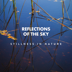 Windy Day in Northern Forest