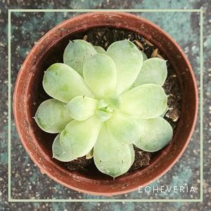 Echeveria