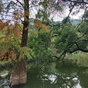 青青校树(敬仰您的尊贵)