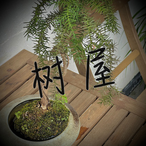 树屋cover椅子乐团