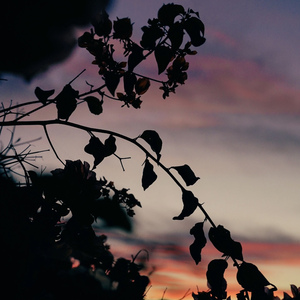 为何你对他的热情像热水养花