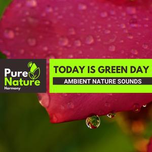 Exploring Birdsong Across the World with Northern Flicker