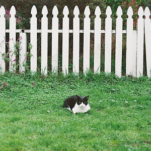 Speak (Therapy isn't Cheap)