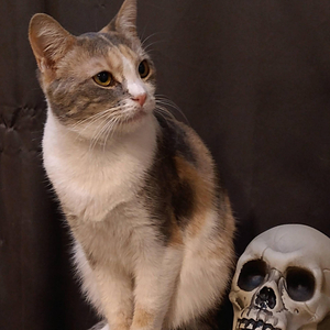 Your Stray (Acoustic)