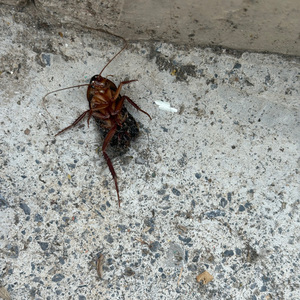 孟菲斯钢琴keyglocktypebeat