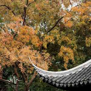 凉雨 (舒缓压力扬琴曲)