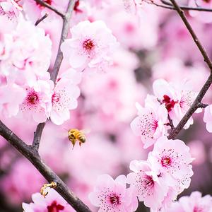 渣作（翻自 童可可）