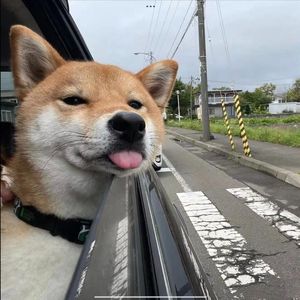 苦涩淡雅海