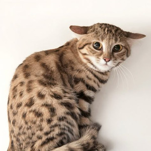 New Mercedes (slowed)