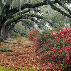 缘分是泼墨 浓淡不由我