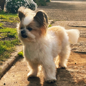うちの保護犬