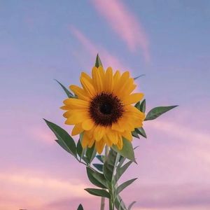 【Free】风向双子