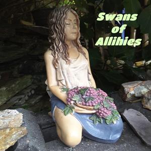 Swans of Allihies
