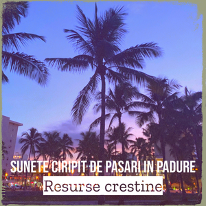 Sunete Ciripit De Pasari in Padure