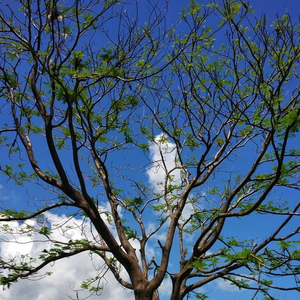 Kunanti