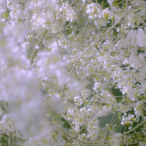 계절을 착각한 꽃