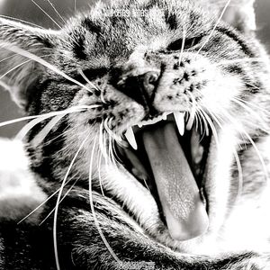 微妙的小猫心情