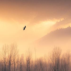 Stories of the Untold