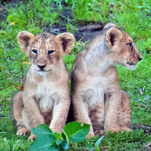 Spiritual Songs (Acoustic)