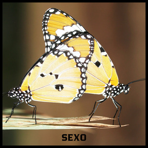 Sexo