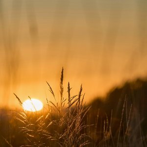 Harvest Glow
