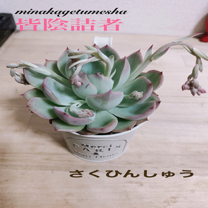 oiya (complete ver.)