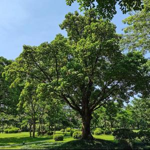 不管有多苦（翻自那英）