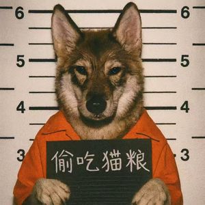 守望时光的犬