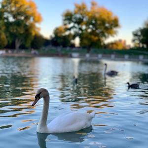 Swan