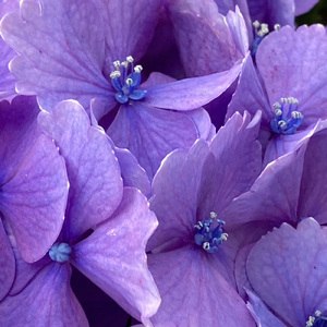 花泥棒（許すまじロングバージョン）