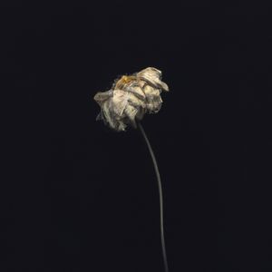Withered Petals (Instrumental)