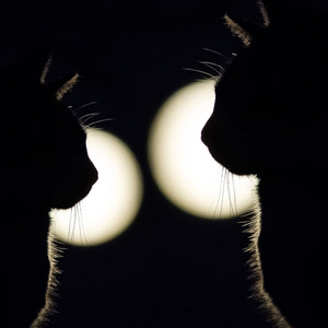 野良猫ロック
