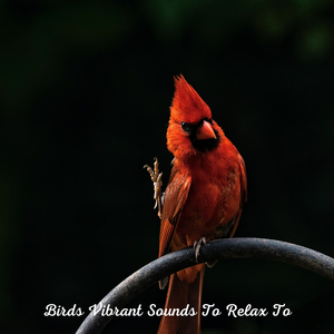 Birds Scared Of The Thunder