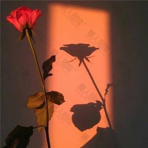 当你从我眼前慢慢走过